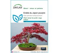 SAFLAX - Erable du Japon pourpre - 20 graines - Acer