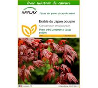 SAFLAX - Erable du Japon pourpre - 20 graines - Avec substrat - Acer