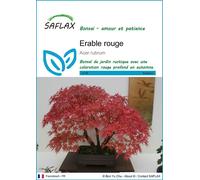 Saflax Bonsaï - Érable Rouge - 1 sachet