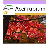 SAFLAX - Erable rouge - 20 graines - Acer rubrum