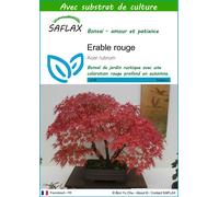 SAFLAX - Erable rouge - 20 graines - Avec substrat - Acer