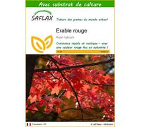 SAFLAX - Erable rouge - 20 graines - Avec substrat - Acer