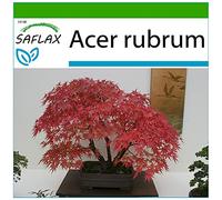 SAFLAX - Erable rouge - 20 graines - Avec substrat - Acer rubrum
