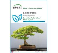 SAFLAX - Erable trident - 30 graines - Acer