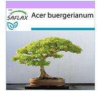 Saflax Bonsaï - Érable Trident - 1 sachet