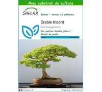 SAFLAX - Erable trident - 30 graines - Avec substrat - Acer