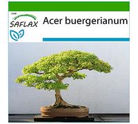 SAFLAX - Erable trident - 30 graines - Avec substrat - Acer buergerianum