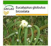SAFLAX - Eucalyptus (bicostata) - 100 graines - Avec substrat - Eucalyptus globulus bicostata
