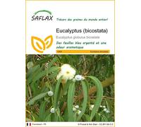 SAFLAX - Eucalyptus (bicostata) - 100 graines - Eucalyptus
