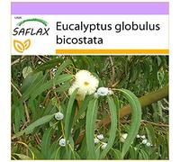 SAFLAX - Eucalyptus (bicostata) - 100 graines - Eucalyptus globulus bicostata