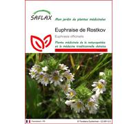 SAFLAX - Euphraise de Rostkov - 200 graines - Euphrasia