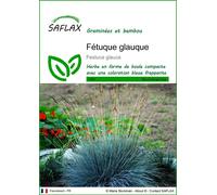 SAFLAX - Fétuque glauque - 50 graines - Festuca
