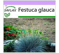 SAFLAX - Fétuque glauque - 50 graines - Festuca glauca