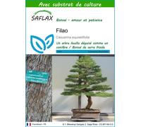 SAFLAX - Filao - 200 graines - Avec substrat - Casuarina