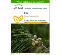 SAFLAX - Filao - 200 graines - Avec substrat - Casuarina