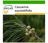 SAFLAX - Filao - 200 graines - Avec substrat - Casuarina equisetifolia