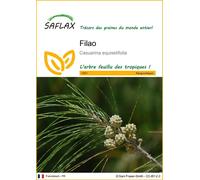 SAFLAX - Filao - 200 graines - Casuarina