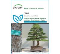 SAFLAX - Filao - 200 graines - Casuarina