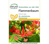 Saflax Flamboyant - 1 sachet