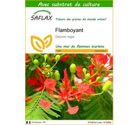 SAFLAX - Flamboyant - 6 graines - Avec substrat - Delonix