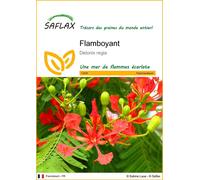 SAFLAX - Flamboyant - 6 graines - Delonix