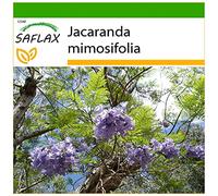 SAFLAX - Flamboyant bleu - 50 graines - Avec substrat - Jacaranda mimosifolia