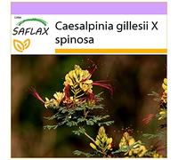 SAFLAX - Flamboyant nain d'Argentine - 10 graines - Caesalpinia gillesii X spinosa