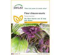 SAFLAX - Fleur chauve-souris - 10 graines - Tacca chantrieri