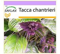 SAFLAX - Fleur chauve-souris - 10 graines - Tacca chantrieri