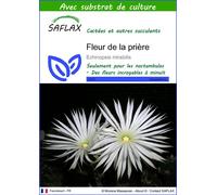 SAFLAX - Fleur de la prière - 40 graines - Avec substrat - Echinopsis