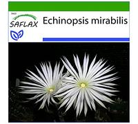 SAFLAX - Fleur de la prière - 40 graines - Avec substrat - Echinopsis mirabilis