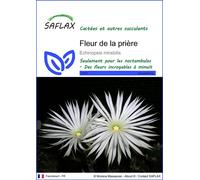 SAFLAX - Fleur de la prière - 40 graines - Echinopsis
