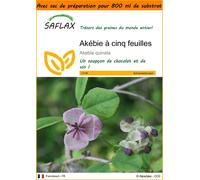SAFLAX Garden in the bag - Akébie à cinq feuilles - 10 graines - Akebia