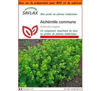 SAFLAX Garden in the bag - Alchémille commune - 100 graines - Alchemilla