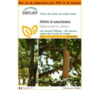 SAFLAX Garden in the bag - Arbre à saucisses - 10 graines - Kigelia