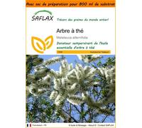 SAFLAX Garden in the bag - Arbre à thé - 400 graines - Melaleuca