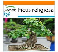 SAFLAX - Garden in the bag - Arbre de la Bodhi - 100 graines - Avec substrat de culture dans un sac pratique à montage automatique - Ficus religiosa