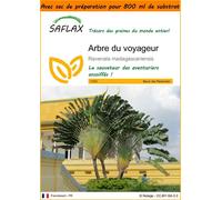 SAFLAX Garden in the bag - Arbre du voyageur - 8 graines - Ravenala