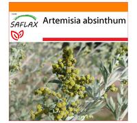 SAFLAX - Garden in the bag - Armoise - 500 graines - Avec substrat de culture dans un sac pratique à montage automatique - Artemisia absinthum