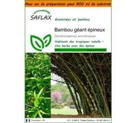 SAFLAX Garden in the bag - Bambou géant épineux - 50 graines - Dendrocalamus