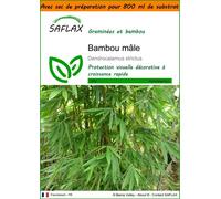 SAFLAX Garden in the bag - Bambou mâle - 50 graines - Dendrocalamus