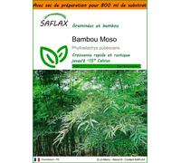 SAFLAX Garden in the bag - Bambou Moso - 20 graines - Phyllostachys