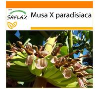 SAFLAX - Garden in the bag - Banane plantain - 10 graines - Avec substrat de culture dans un sac pratique à montage automatique - Musa X paradisiaca