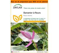 SAFLAX Garden in the bag - Bananier à fleurs - 8 graines - Musa