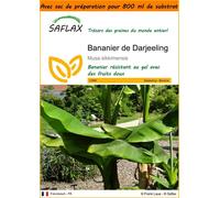 SAFLAX Garden in the bag - Bananier de Darjeeling - 5 graines - Musa