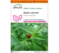 SAFLAX Garden in the bag - Basilic citronné - 200 graines - Ocimum