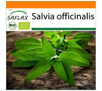 SAFLAX - Garden in the bag - BIO - Sauge - 60 graines - Avec substrat de culture dans un sac pratique à montage automatique - Salvia officinalis