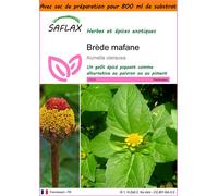 SAFLAX Garden in the bag - Brède mafane - 500 graines - Acmella