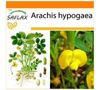 SAFLAX - Jardin dans le sac - Cacahuète - 8 graines - Arachis hypogaea