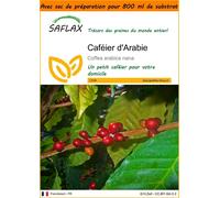 SAFLAX Garden in the bag - Caféier d'Arabie - 8 graines - Coffea